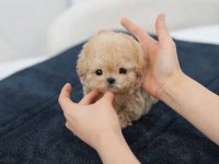 Karamel Maltipoo