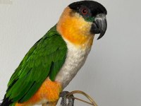 Caique Papağanı (Siyah Başlı Caique)