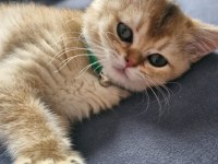 3.5 aylık Erkek British Shorthair Golden
