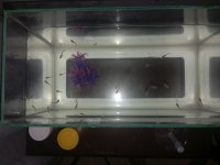 2 aylık halfblack Lepistes balıklar