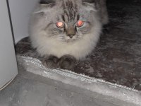 1,5 YASINDA SCOTTİSH FOLD KEDİMİZ