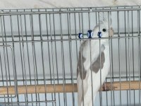 Erkek hw 8,9 aylık civarı sultan papağanı
