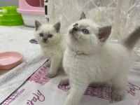 British Shorthair Yavruları
