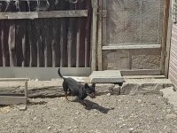 Dişi erkekli takım çok ufak olacaklar güzel köpekler
