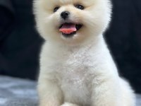 Pomeranian boo bebekleri