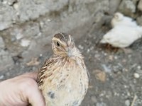 Anaç Altı Genç Bıldırcın