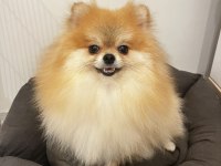 2 Yaşında Annelik Tecrübeli Pomeranian Boo