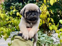 Irk Garantili Pug Yavrularım