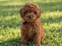 Süper kore toy poodle yavrularımız