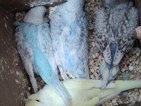 10 tane çeşit çeşit yavru muhabbet kuşu