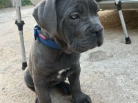 Şecereli cane corso blue dişi