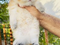 British longhair prenses henüz 40 günlük tosuncuk