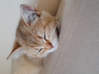 3 aylık british shorthair erkek