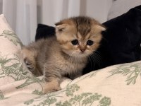 Yavru british shorthair ve scottish shorthair kedilerimiz