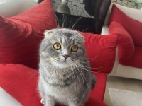 Ücretsiz Sahiplendirme Scottish Fold Kedisi