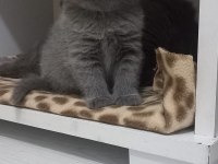 2 Aylık Scottish Fold Erkek