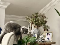 Satılık scottish fold