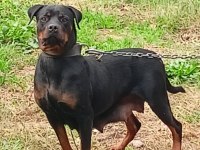 Macar Kafa Rottweiler Yavruları