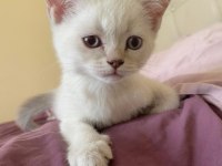 British shorthair