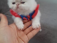1 AYLIK SAFKAN İRAN KEDİSİ
