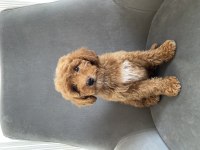Toy Poodle Dişi Yavrumuz Yeni Ailesini Aramakta