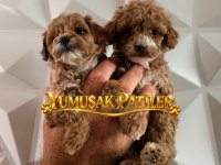 Sevimli Irk Toy Poodle
