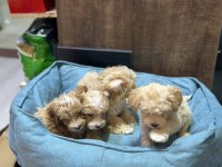Maltipoo 2 aylık bebekler