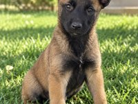Zeki Ve Özgüvenli Malinois Yavrularımız