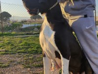 Great Dane Danua Yavrularımız