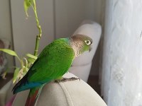 Oyun hamuru full evcil konuşan konur