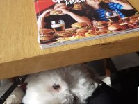 KÖPEĞİMİZ İÇİN LÜTFEN AÇIKLAMAYI OKUMADAN ARAMAYINIZ