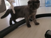 Scottish fold dişi karnesi bile hazır