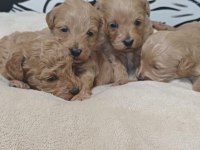 Maltipoo terrier köpeği