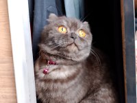 2 Yaşında Dişi Scottish Fold Kızımıza Yuva Arıyoruz