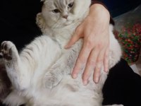 British shorthair erkek kedimiz köpük