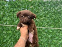 Teacup Elma Kafa Tuvalet Eğitimli 3 Aylık 5 Yavru Şivava