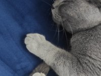 British shorthair biricik kizimiz sahiplendirilecektir