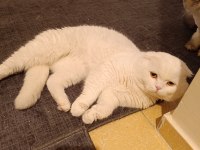 Erkek damızlık bembeyaz scottish fold