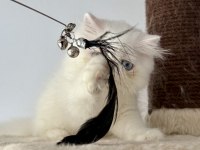 KEDİMİZ İÇİN ARAYARAK BİLGİ ALIN MESAJLAR CİDDİYE ALINMAZ