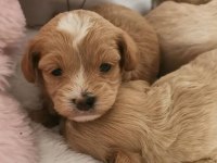Maltipoo 2 aylık yavru