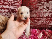 SAĞLIK VE IRK GARANTİLİ MALTİPOO