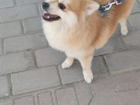 POMERANİAN KÖPEĞİMİZE ÇİFTLEŞTİRMEK İÇİN DİŞİ ARIYORUZ