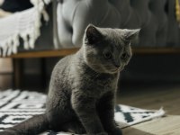 KEDİMİZ HER ŞEKİLDE UYUM SAĞLAMAKTADIR