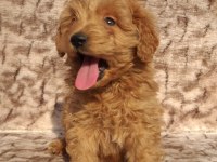Maltipoo çikolatalı gofretler ruhsatlı çiftlik