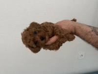 A kalite Poodle bebekler