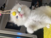 SAFKAN RAGDOLL YAVRULAR
