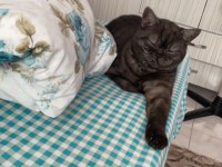 1 yaşında british shorthair