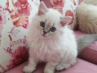British longhair 2 aylık