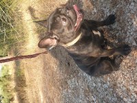 Kızanda French Bulldog