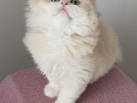British Longhair Dişi Golden Yavru